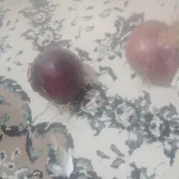 پیاز قرمز کله ی