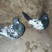 کبوتر سینه|پرنده|گنبد کاووس, |دیوار