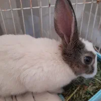 خرگوش بازیگوش|موش و خرگوش|تبریز, |دیوار