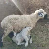 یک عدد میش زاییده با بره نر. گوسفند