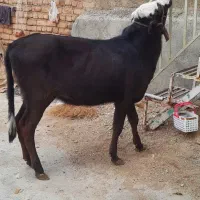 گاو قرمزگوساله ماده دورگه|حیوانات مزرعه|بروجرد, |دیوار