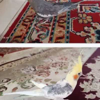 عروس هلندی