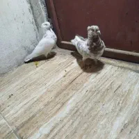 کبوتر|حیوانات|یاسوج, |دیوار