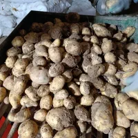 سیب زمینی جیلی ۴۰۰