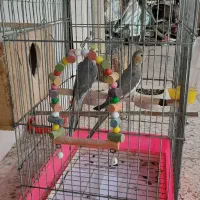 عروس هلندی|پرنده|تالش, جوکندان|دیوار