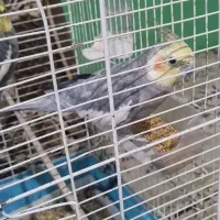 عروس هلندی سیامون|پرنده|شاندیز, |دیوار