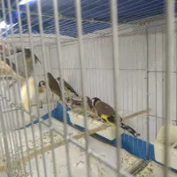 سهره و جادونی برنجی|پرنده|ری, اقدسیه|دیوار