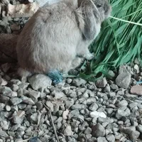 خرگوش لوپ خان ببین هستم