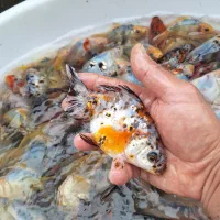 مولد ماهی قرمز و کالیکو