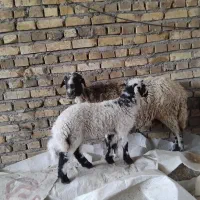 میش بره میش دوباره اوسته