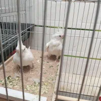 جفت عروس هلندی مولد البینو چشم شرابی|پرنده|فولادشهر, باغشاد|دیوار