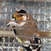 سهره جفتی کلکسیونی