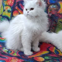 گربه پرشین کلاسیک|گربه|زاهدان, |دیوار