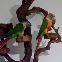 پرنده عروس فنچ قناری مرغ عشق گرینچک ملنگو