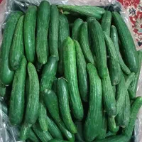 خیار گلخانه ای تازه