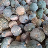 فروش کدو خرمایی|خوردنی و آشامیدنی|چاف و چمخاله, |دیوار