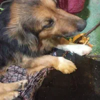 واگذاری سگ ژرمن پاکوتاه