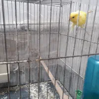 قناری نر و ماده