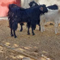 فروش ۲۰عدد تروشت چاق چله. ۳عدد گوراند