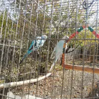 مرغ عشق|پرنده|ثلاث باباجانی, |دیوار