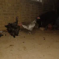 خروس مرغ لاری|حیوانات مزرعه|شیراز, کرونی(خاتونک)|دیوار