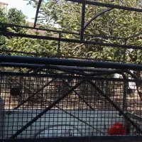 باربند پیکان وانت بدون چادربه دلیل تعویض باربند|قطعات یدکی و لوازم جانبی|رشت, فلسطین|دیوار