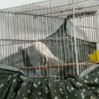 قناری نروماده معاوضه باسهره