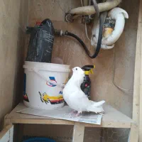 کبوتر سفید مهر|پرنده|رودهن, |دیوار