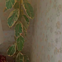 گل اپارتمانی