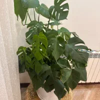 گل برگ انجیری|گل و گیاه طبیعی|تهران, شهرک خرازی|دیوار