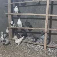 کبوتر کفتر طوقی سرور آبادانی|پرنده|کهک, |دیوار