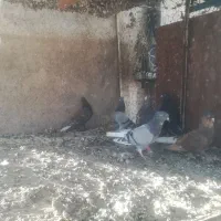 فروش 50عدد بهبهانی همه یکجا|پرنده|شیراز, رکن‌آباد|دیوار