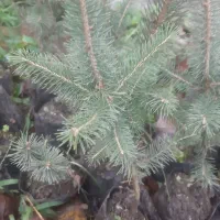 فروش سدروس  نایلکسی ریشه پرس|گل و گیاه طبیعی|رودسر, |دیوار