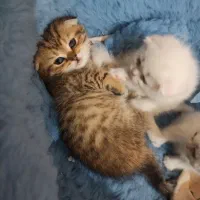 گربه اسکاتیش فولد|گربه|خرمآباد, |دیوار