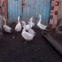 غاز|پرنده|کردکوی, |دیوار