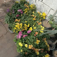 موسسه تولید به مصرف(گل)|خدمات باغبانی و درختکاری|رفسنجان, |دیوار