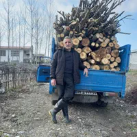 خریدار چوب باغی وصنوبر