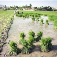 نشاء برنج
