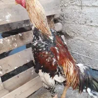 اوشامو|حیوانات مزرعه|مشهد, شهید قربانی|دیوار