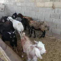 کهره نر. میش .بز