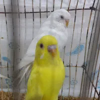 مرغ عشق هلندی زرد و سفید و اسپانگل|پرنده|باوی, |دیوار