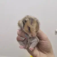 همستر|موش و خرگوش|خمینیشهر, |دیوار