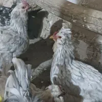 تخم مرغ گلین خال سوزنی و طوسی|حیوانات مزرعه|فرخ‌شهر, |دیوار