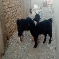 بزغاله نر دوتا