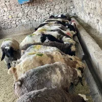 بره نر و کهره نر پرواری چاق