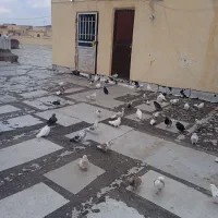 کبوتر|پرنده|پرند, فاز ۶|دیوار