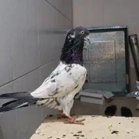 نر و ماده کله دم سبز درجه یک به شرط تخم و جوجه|پرنده|اصفهان, شاهد|دیوار