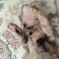 گربه اسکاتیش برتیش|گربه|مشهد, ادیب نیشابوری (شهرک غرب)|دیوار