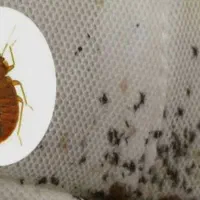 سمپاشی سم‌پاشی پردیسان قم روستاها شبانه روزی