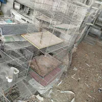 قفس قناری|لوازم جانبی حیوانات|اصفهان, ارغوانیه|دیوار